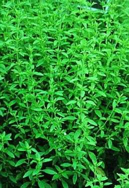 Pennyroyal Seeds - Mentha pulegium ~ Herbs