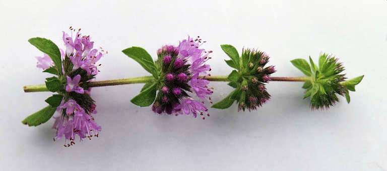 50 Pennyroyal Seeds - Mentha pulegium ~ Herbs