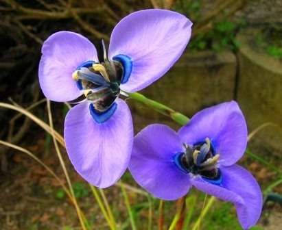 10 Moraea gigandra Seeds - Indigenous Bulbs Seeds