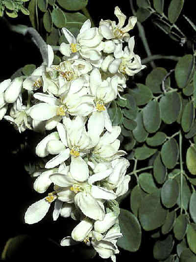 Moringa oleifera Seeds - Drumstick Tree Seeds