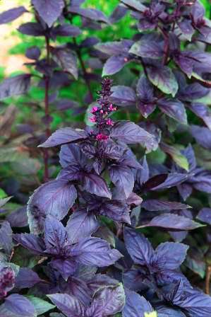 Sweet Basil "Dark Opal" Seeds - Ocimum basilicum ~ Herbs