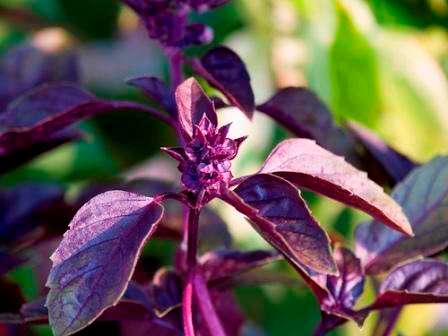 Sweet Basil "Dark Opal" Seeds - Ocimum basilicum ~ Herbs