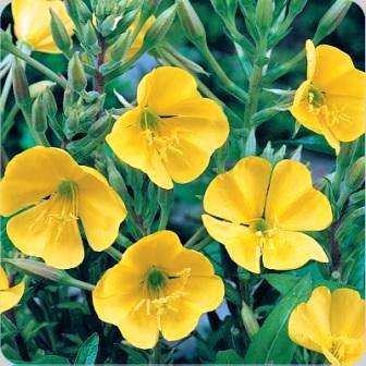 Evening Primrose Seeds - Oenothera biennis ~ Herbs