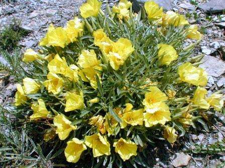 200+ Evening Primrose Seeds - Oenothera biennis ~ Medicinal