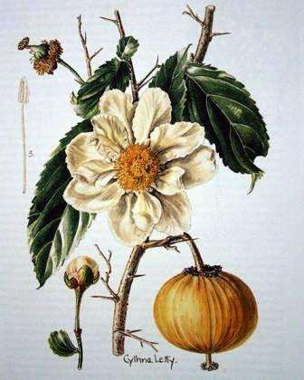 Oncoba spinosa Seeds ~ Snuff-box Tree, Snuifkalbassie