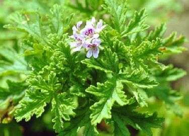 10 Apple Scented Geranium Seeds ~ Pelargonium odoratissimum - Edible Medicinal Indigenous