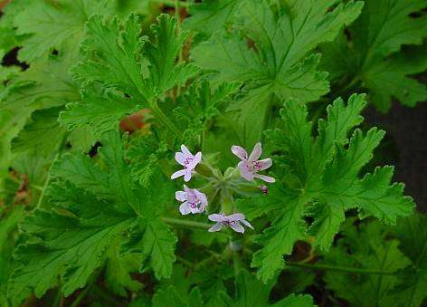 Apple Scented Geranium Seeds ~ Pelargonium odoratissimum - Indigenous