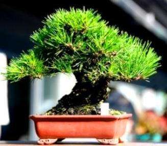 20 Pinus thunbergii or Japanese Black Pine Bonsai Seeds