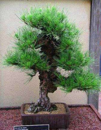 50 Japanese Black Pine or Pinus thunbergii Bonsai Tree Seeds