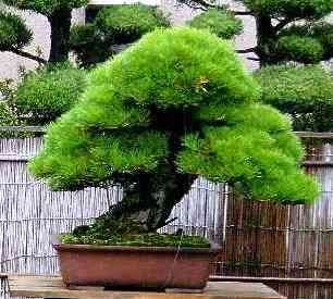 Japanese Black Pine or Pinus thunbergii Bonsai Tree Seeds