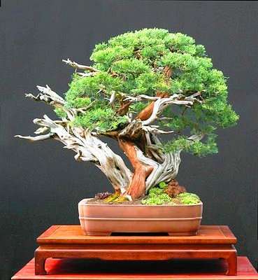 20 Dwarf mugo pine or Pinus mugo var. pumilio Bonsai Seeds