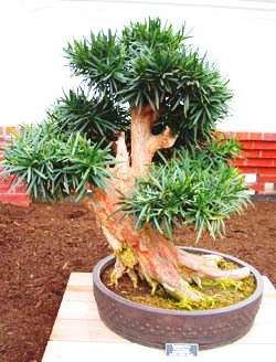 Outeniqua Yellow Wood (Podocarpus falcatus) Bonsai Seeds