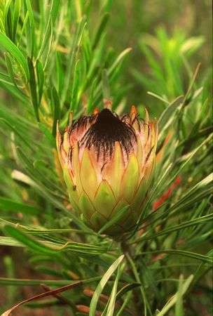 10 Long-leaf Sugarbush - Protea longifolia Seeds - Indigenous