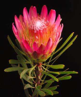 Protea repens Seeds (Sugarbush) Red Form - Indigenous