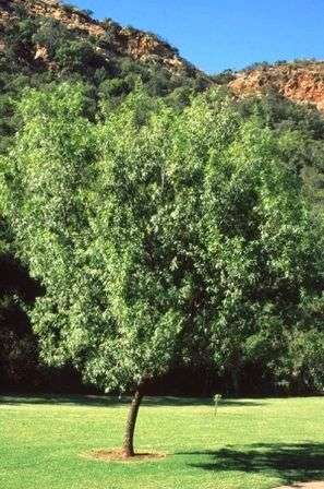 Rhus pendulina Tree Seeds ~ White Karee or Witkaree - Indigenous