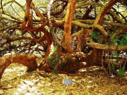 10 Rhus pendulina Tree Seeds ~ White Karee or Witkaree - Indigenous