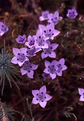 Roella arenaria Seeds - Sow Autumn