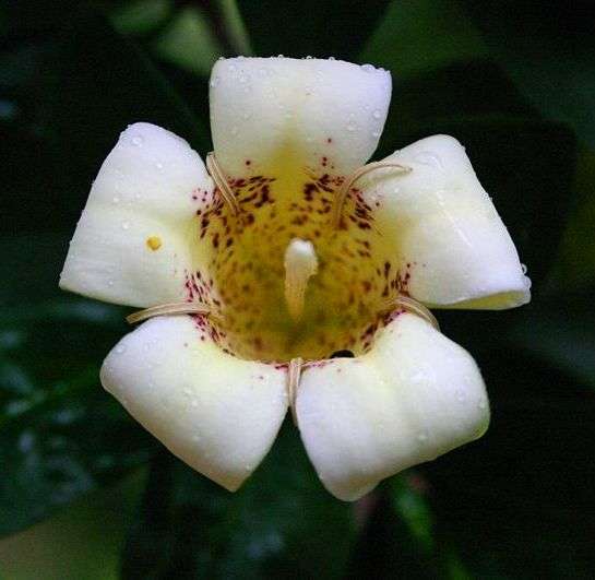 10 Rothmannia capensis Tree Seeds ~ Wild Gardenia, Wildekatjiepiering - Indigenous