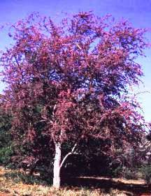Securidaca longepedunculata Seeds ~ Violet Tree