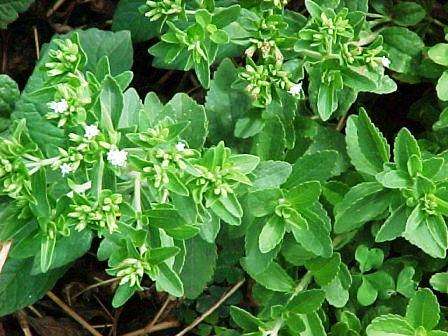 Sugar Substitute ~ Stevia rebaudiana Seeds ~ Herbs