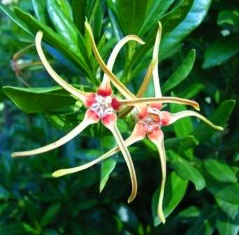 20 Strophanthus speciosus Seeds