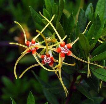 Strophanthus speciosus Indigenous Tree Seeds