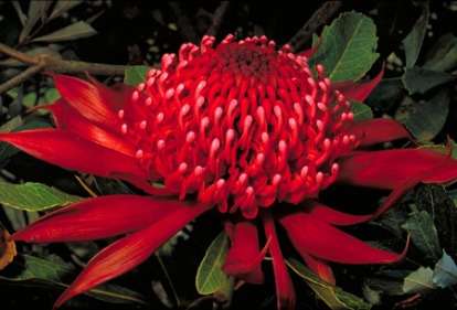 New South Wales Waratah - Telopea speciosissima Seeds - Protea Family