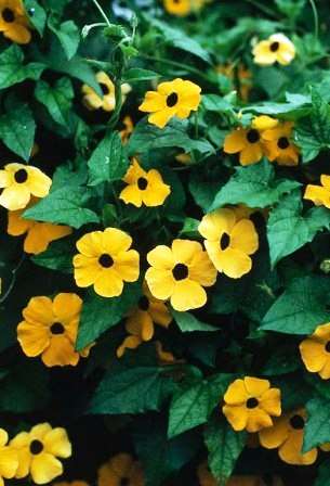 Thunbergia alata Seeds - Black-Eyed Susan - Indigenous Creeper Climber