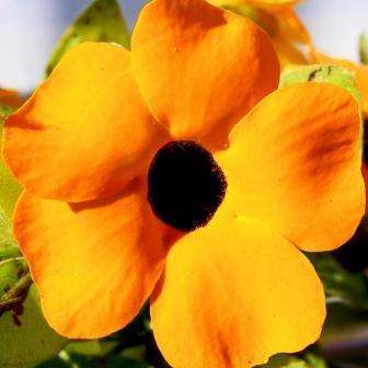 Thunbergia alata Seeds - Black-Eyed Susan - Indigenous Creeper Climber - Combined Shipping