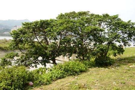 20 Trema orientalis Seeds ~ Pigeon Wood