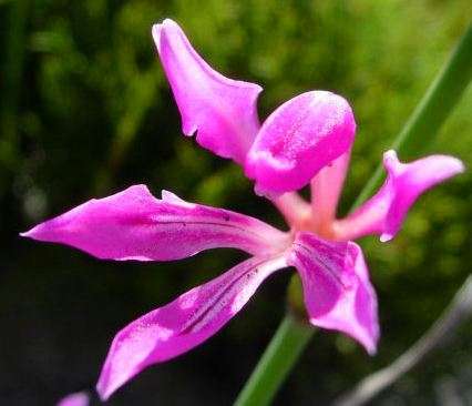 Tritoniopsis lata Seeds - Indigenous Bulbs Seeds