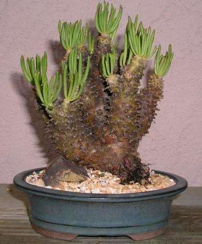 Tylecodon cacalioides Seeds - Indigenous Succulents