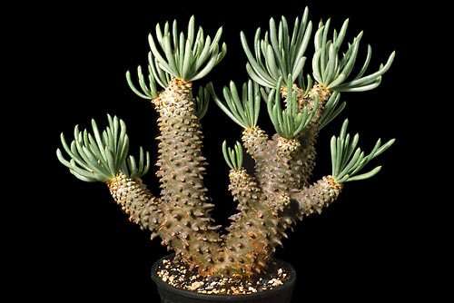 Tylecodon cacalioides Seeds - Natural Bonsai - Indigenous Succulents