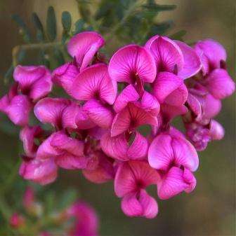 Virgilia divaricata Seeds ~ Blossom Tree, Keurboom - Indigenous