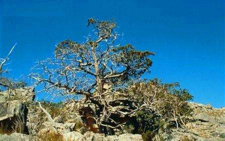 Widdringtonia cedarbergensis Tree Seeds ~ Clanwilliam Cypress - Indigenous