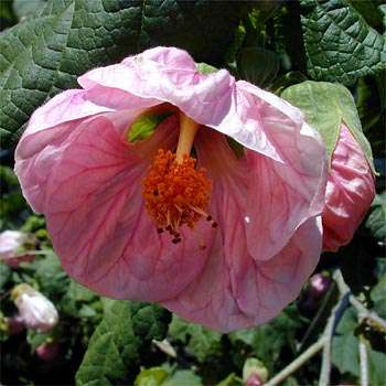 Chinese Bell Flower (Abutilon pycnodon) Seeds Evergreen Shrub or Small Tree