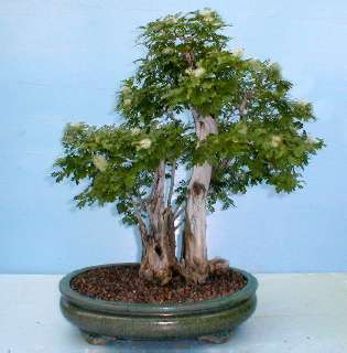 Acacia erioloba (Camel Thorn or Kameeldoring) Bonsai Tree Seeds - Indigenous