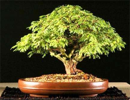 Sticky Thorn - Acacia borleae Bonsai Tree Seeds - Indigenous