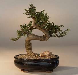 Acacia brevispica or Prickly Thorn Bonsai Tree Seeds - Indigenous