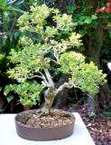 Acacia davyi Bonsai Tree Seeds (Cork Thorn) - Indigenous