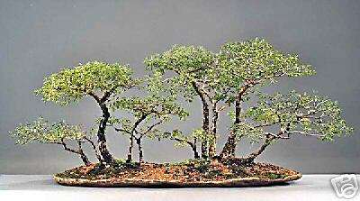 Swartapiesdoring or Black Monkey Thorn (Acacia burkei) Bonsai Tree Seeds - Indigenous