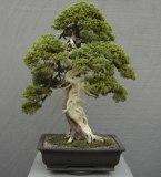 Acacia erubescens Bonsai Tree Seeds