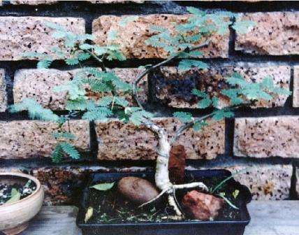 Acacia gerrardii (Red Thorn or Grey-haired Acacia) Bonsai Seeds