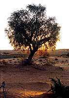 Acacia haematoxylon (Grey Camel Thorn of Vaalkameeldoring) Indigenous Tree Seeds