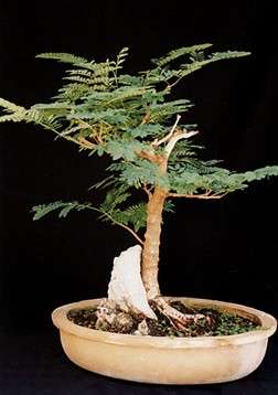 Acacia karroo Bonsai Tree Seeds - Indigenous