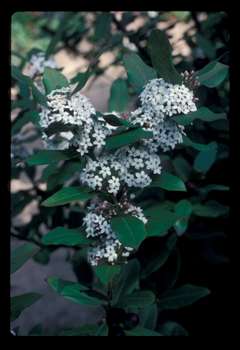 RARE Bushman's Poison Arrow Plant Seeds (Acokanthera oppositifolia)