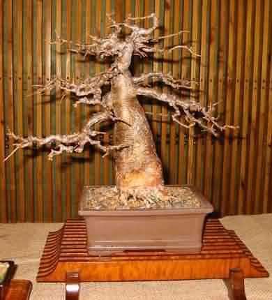 20 African Baobab (Adansonia digitata) Bonsai Seeds