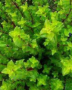 TRUE BOEGOE - SEEDS (Agathosma betulina) Indigenous Medicinal Plant Seeds