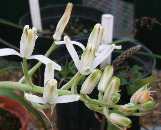 Albuca batteniana Seeds - Indigenous Bulbs Seeds