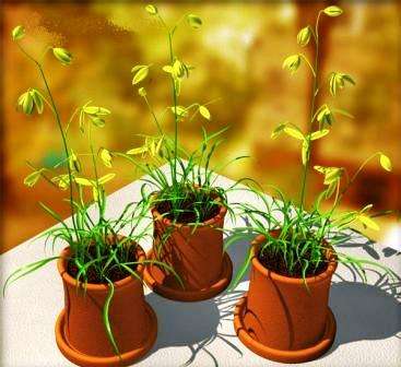 20 Albuca cooperi Seeds Bulbous Flowering Plant From South Africa - Sow Autumn